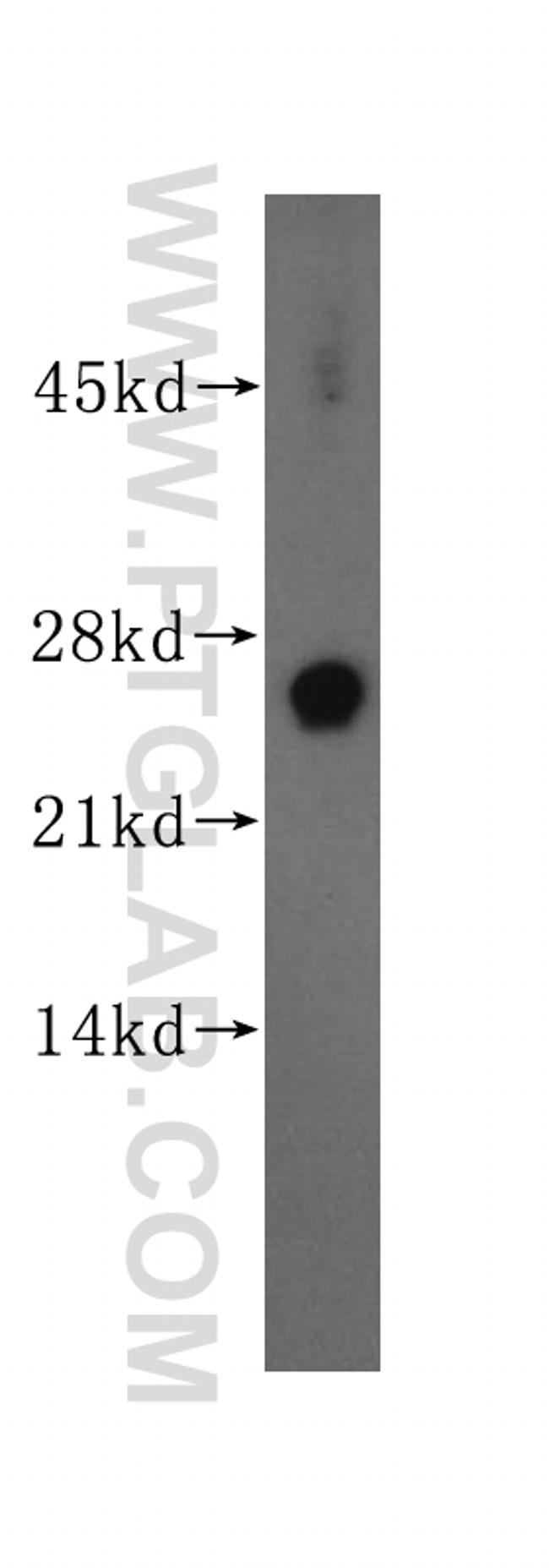 THEM4 Antibody in Western Blot (WB)