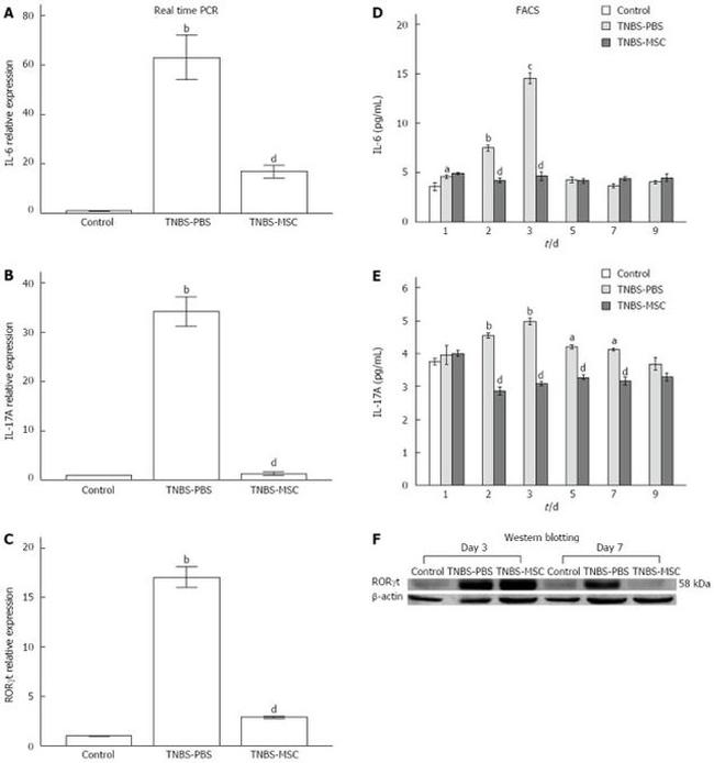 ROR gamma (t) Antibody