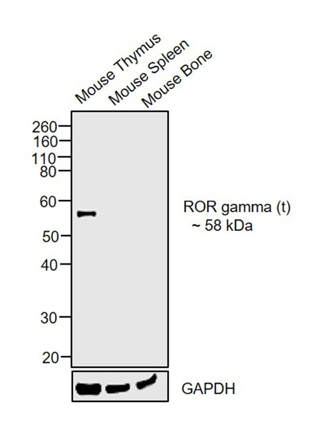 ROR gamma (t) Antibody