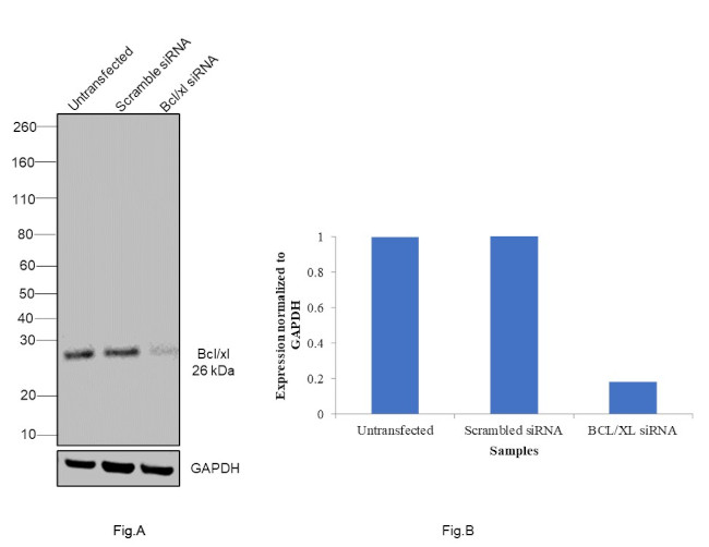 Bcl-X Antibody