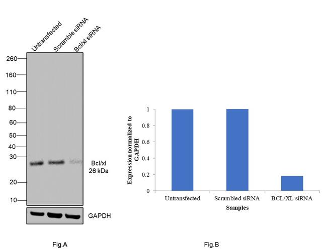 Bcl-X Antibody in Western Blot (WB)