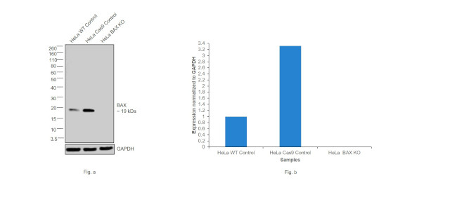 Bax Antibody