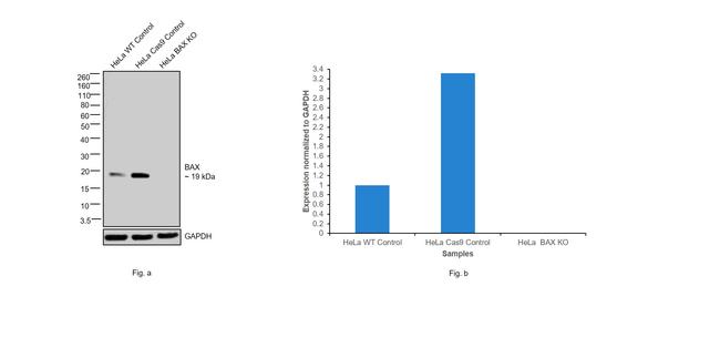 Bax Antibody in Western Blot (WB)