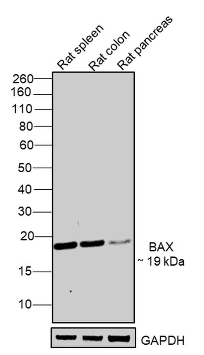 Bax Antibody in Western Blot (WB)