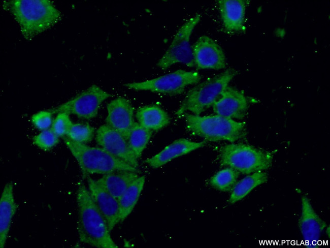 RPL19 Antibody in Immunocytochemistry (ICC/IF)