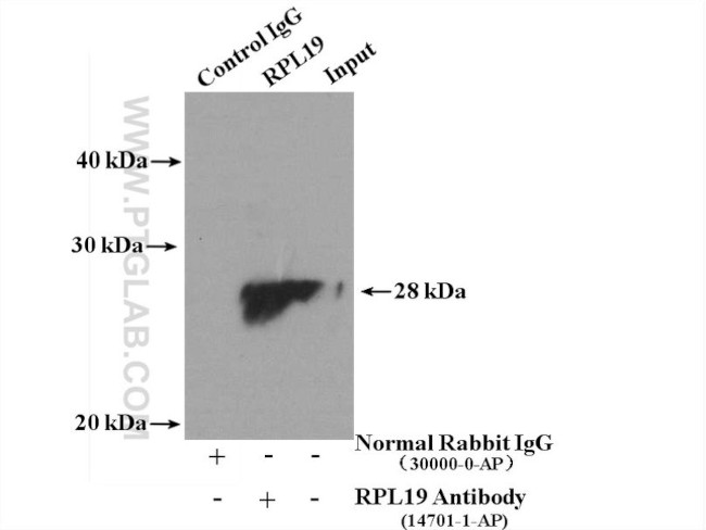 RPL19 Antibody in Immunoprecipitation (IP)