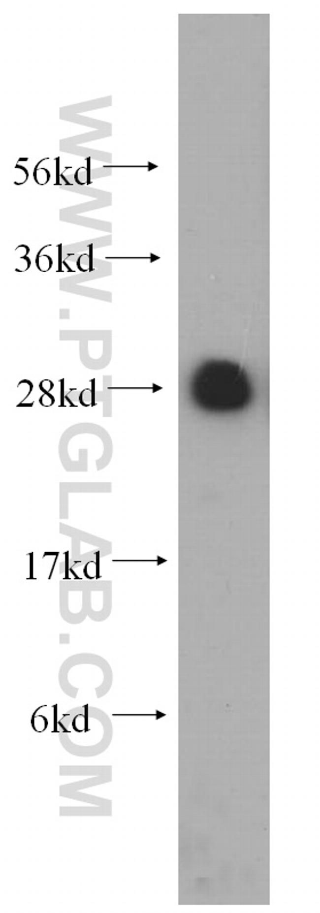 RPL19 Antibody in Western Blot (WB)