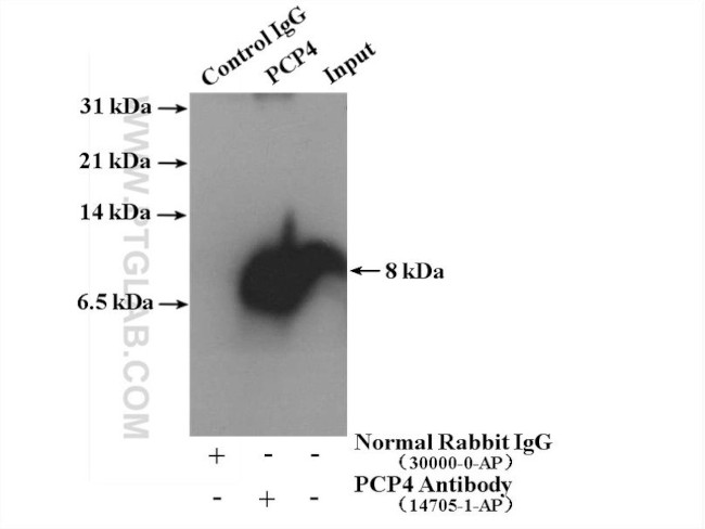 PCP4 Antibody in Immunoprecipitation (IP)