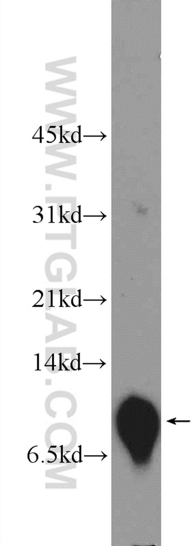 PCP4 Antibody in Western Blot (WB)