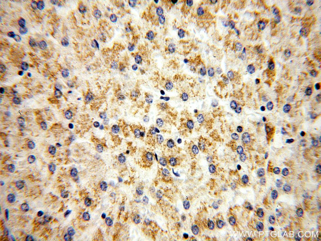 RNMTL1 Antibody in Immunohistochemistry (Paraffin) (IHC (P))