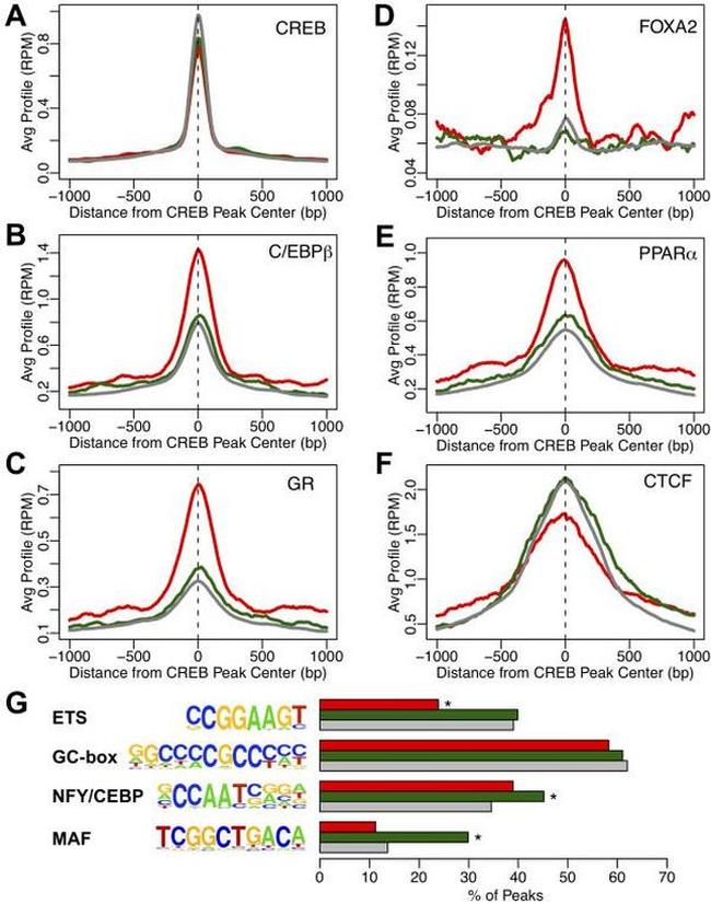 Glucocorticoid Receptor Antibody in ChIP Assay (ChIP)