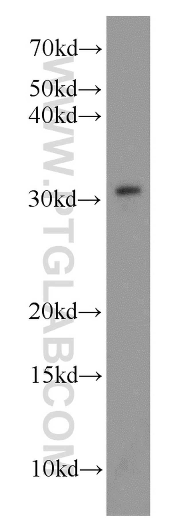 MORF4L2 Antibody in Western Blot (WB)