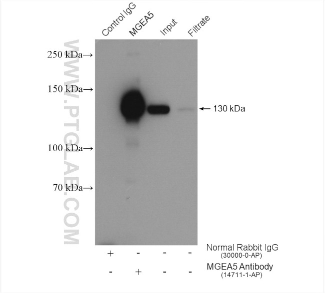 MGEA5 Antibody in Immunoprecipitation (IP)