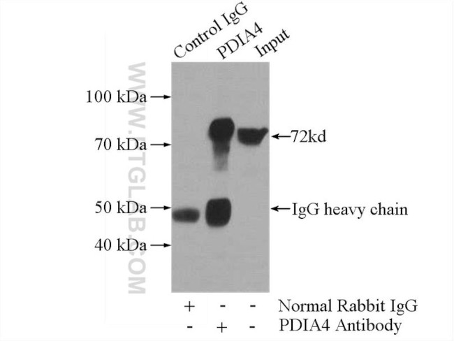 ERp72 Antibody in Immunoprecipitation (IP)