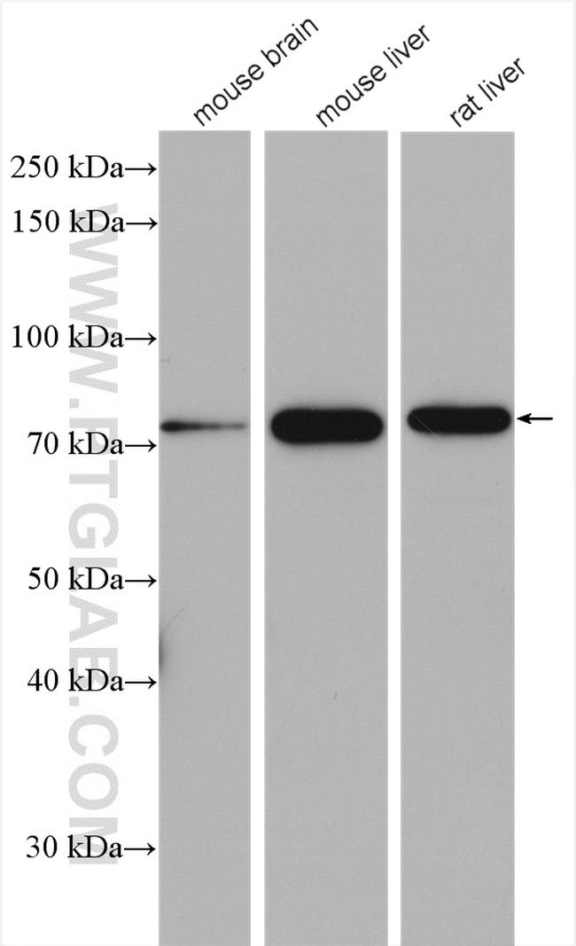 ERp72 Antibody in Western Blot (WB)