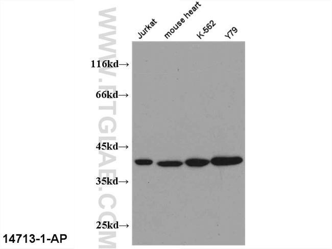 PEX19 Antibody in Western Blot (WB)