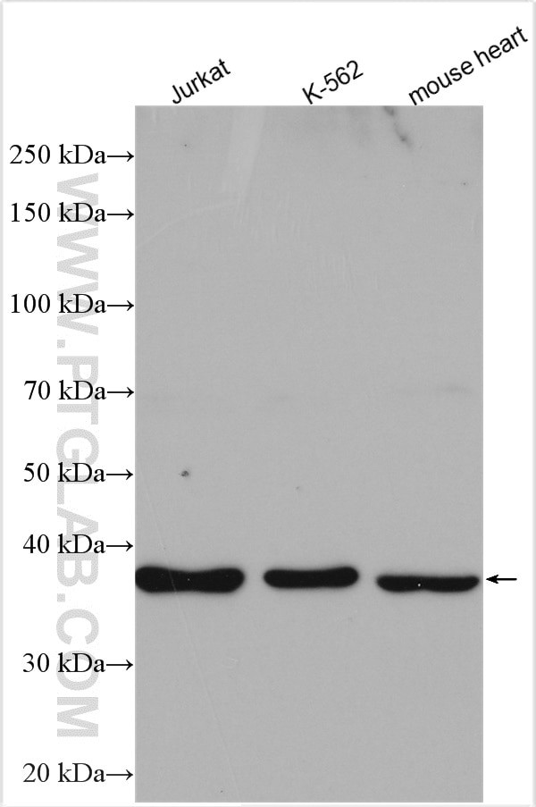 PEX19 Antibody in Western Blot (WB)