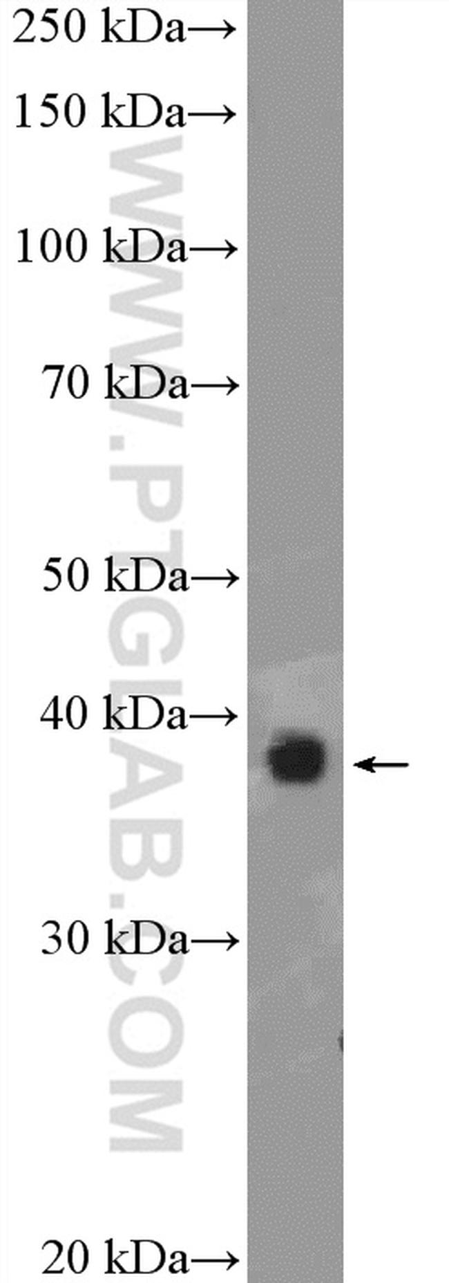 PEX19 Antibody in Western Blot (WB)