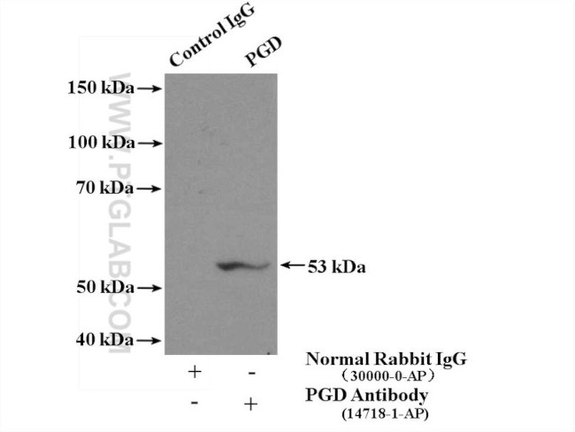 PGD Antibody in Immunoprecipitation (IP)