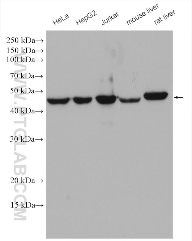 PGD Antibody in Western Blot (WB)