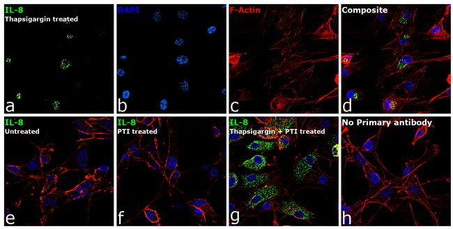 IL-8 (1-77) (CXCL8) Antibody