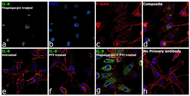 IL-8 (1-77) (CXCL8) Antibody in Immunocytochemistry (ICC/IF)