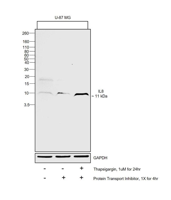 IL-8 (1-77) (CXCL8) Antibody