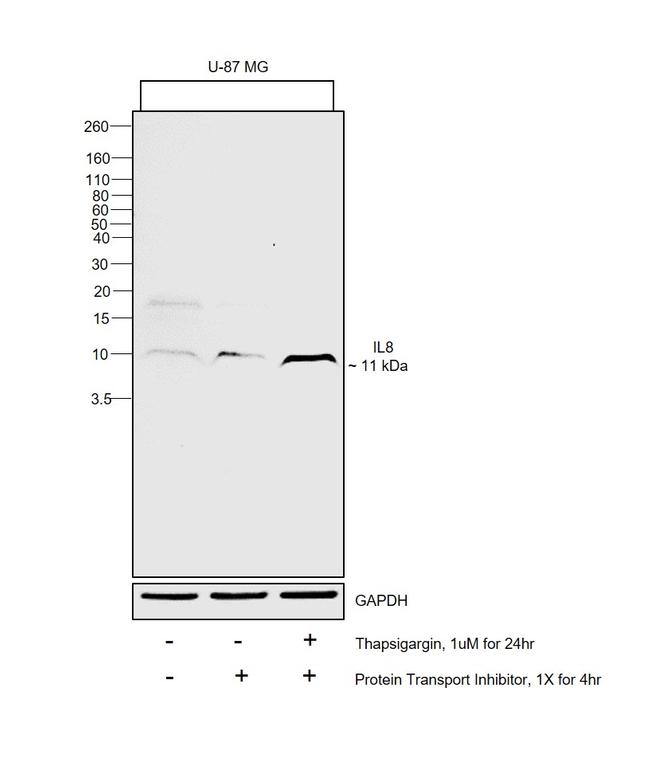 IL-8 (1-77) (CXCL8) Antibody in Western Blot (WB)