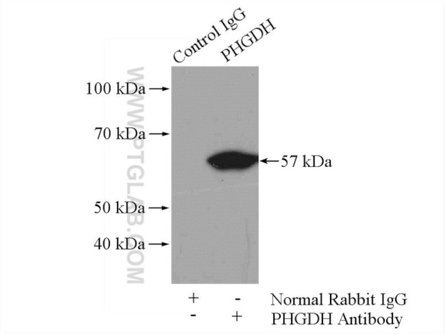 PHGDH Antibody in Immunoprecipitation (IP)