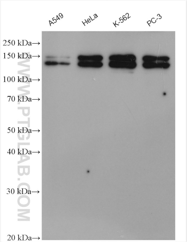 SPAG5 Antibody in Western Blot (WB)