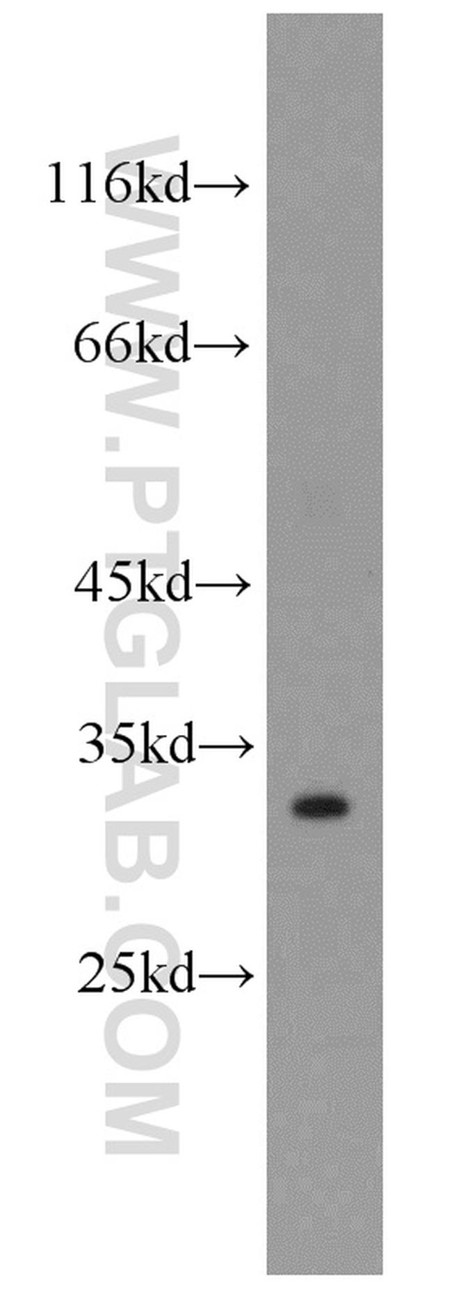 PAFAH1B2 Antibody in Western Blot (WB)