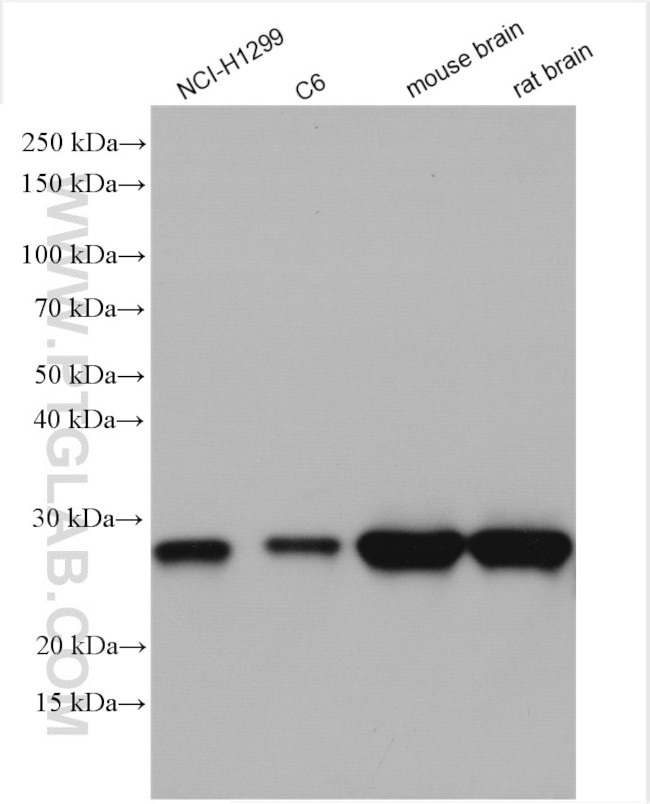 UCHL1/PGP9.5 Antibody in Western Blot (WB)