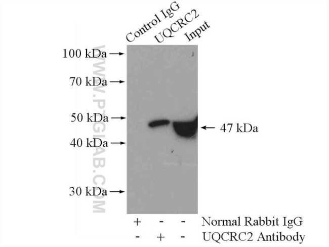 UQCRC2 Antibody in Immunoprecipitation (IP)