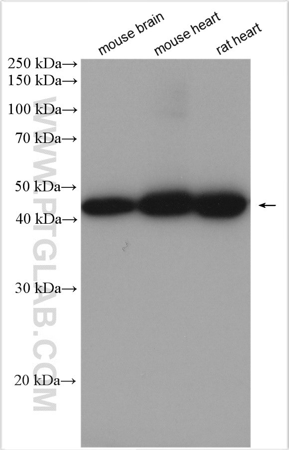 UQCRC2 Antibody in Western Blot (WB)