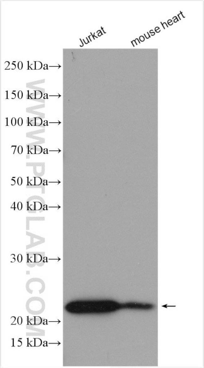 SDF2 Antibody in Western Blot (WB)