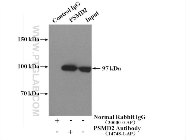 PSMD2 Antibody in Immunoprecipitation (IP)