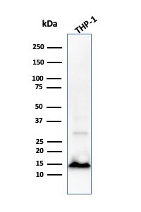 Cystatin A Antibody in Western Blot (WB)