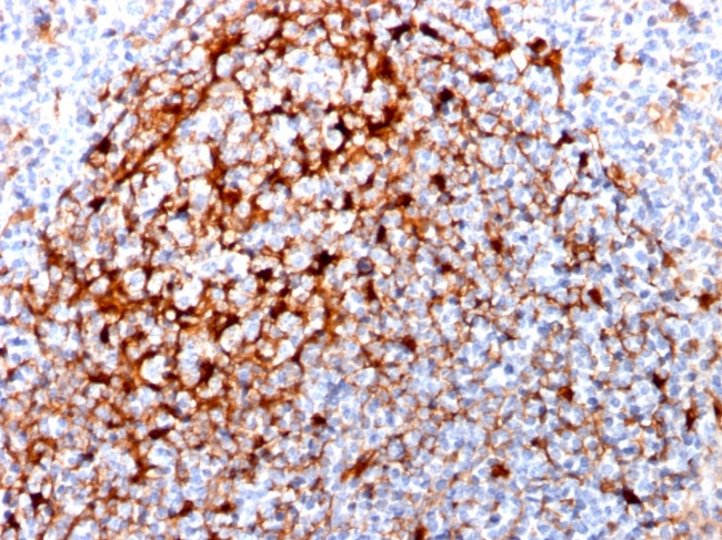 Cystatin A Antibody in Immunohistochemistry (Paraffin) (IHC (P))