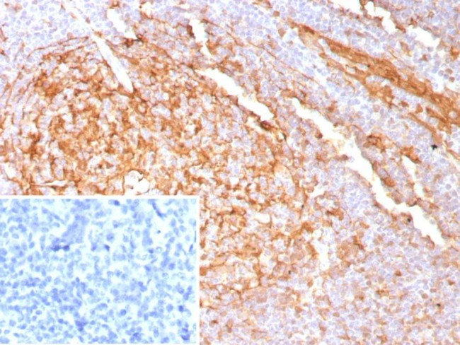 Cystatin A Antibody in Immunohistochemistry (Paraffin) (IHC (P))