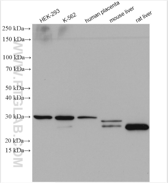 COMT Antibody in Western Blot (WB)