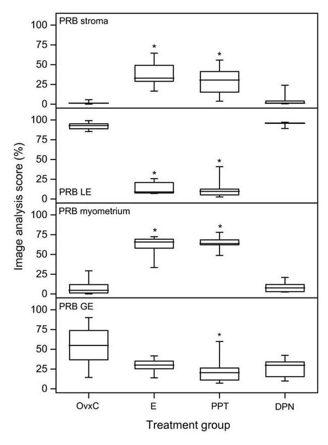 Progesterone Receptor Antibody in Immunohistochemistry (IHC)