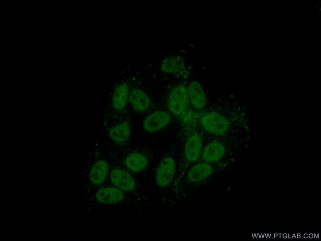 HNRNPH1 Antibody in Immunocytochemistry (ICC/IF)