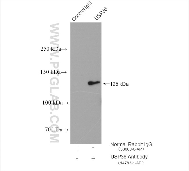 USP36 Antibody in Immunoprecipitation (IP)