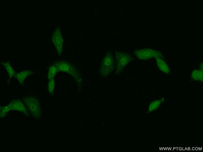 PSMD11 Antibody in Immunocytochemistry (ICC/IF)