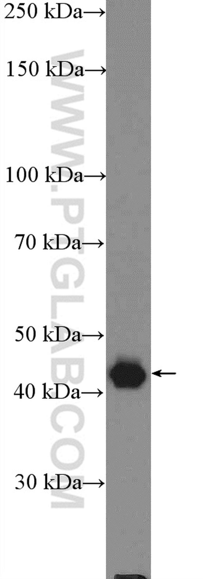 PSMD11 Antibody in Western Blot (WB)