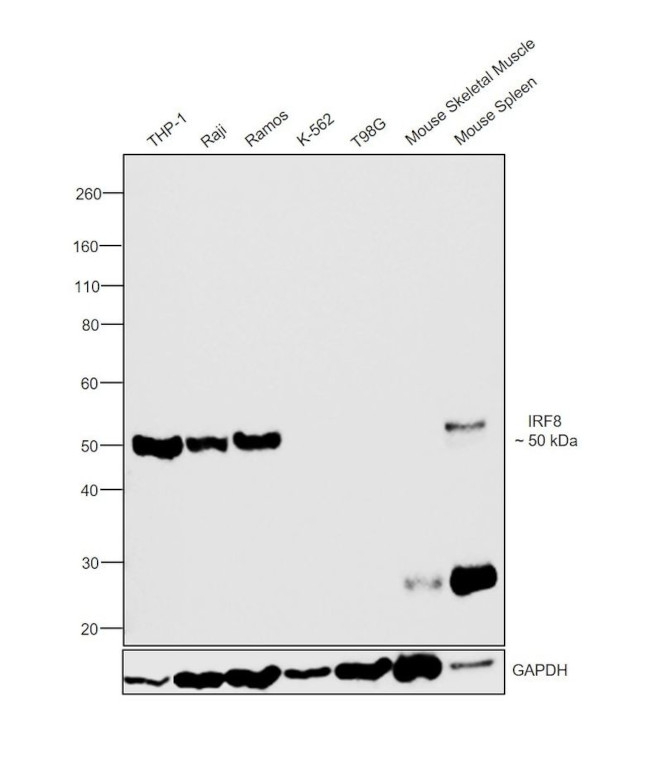 IRF8 Antibody