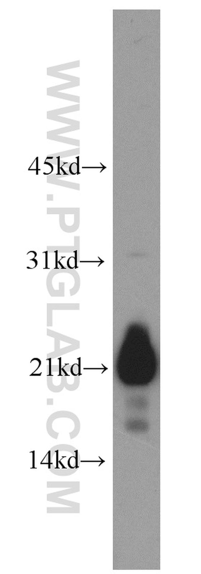 NDUFB8 Antibody in Western Blot (WB)