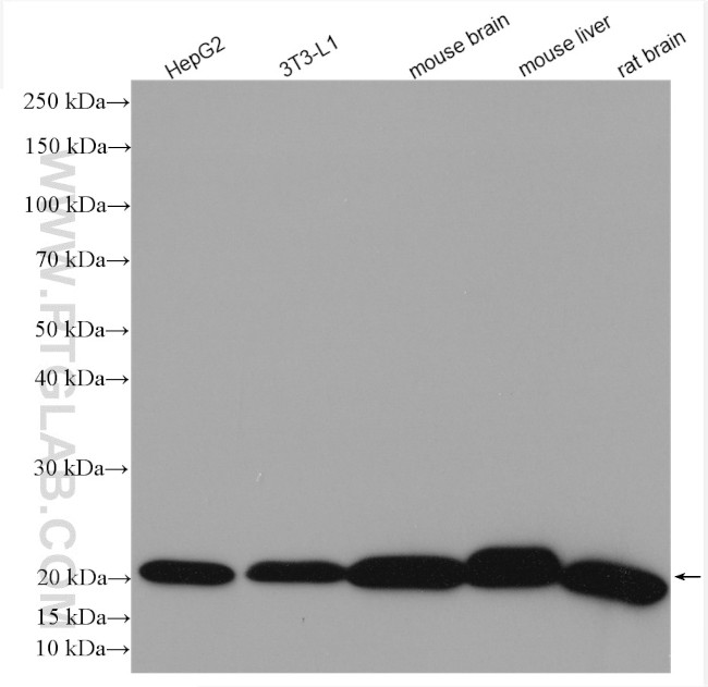 NDUFB8 Antibody in Western Blot (WB)