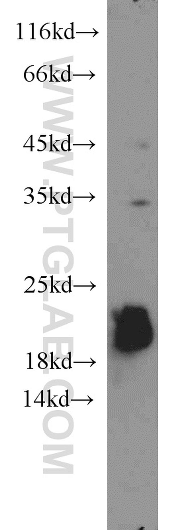 NDUFB8 Antibody in Western Blot (WB)