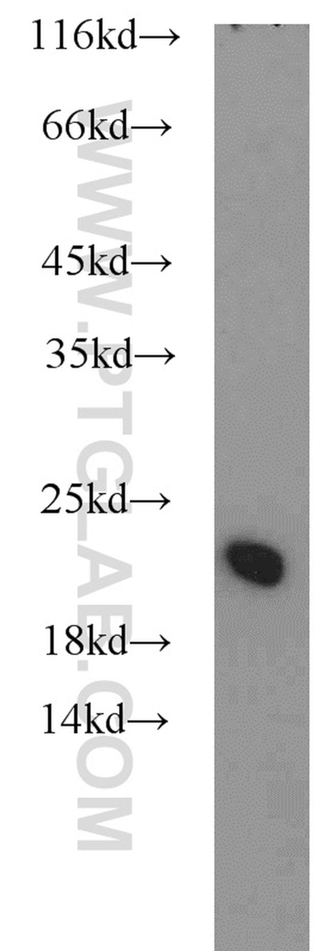 NDUFB8 Antibody in Western Blot (WB)